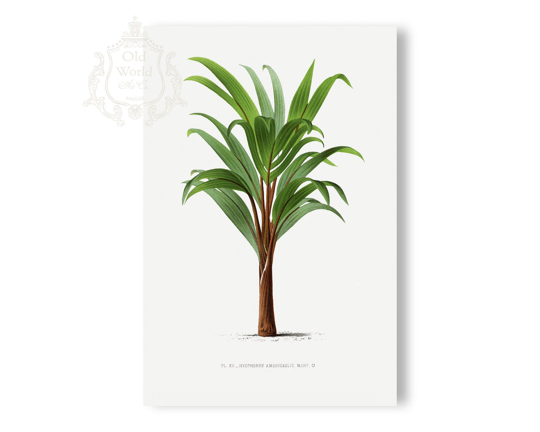 Hyophorbe Amaricaulis Palm Print