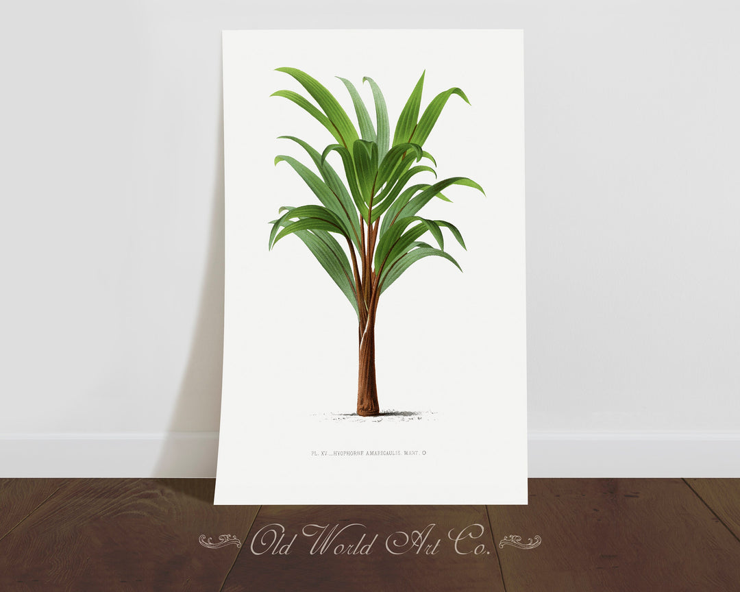 Hyophorbe Amaricaulis Palm Print