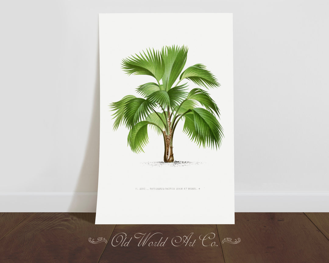 Pritchardia Pacifica Palm Print