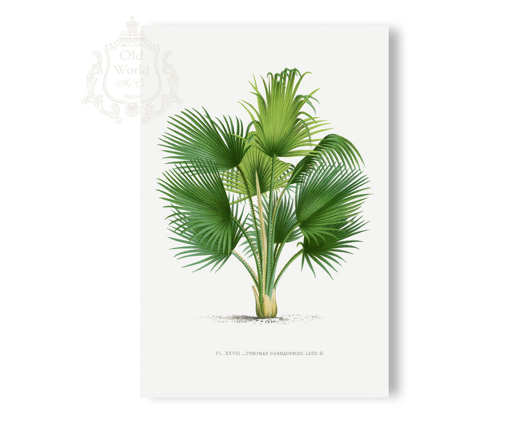 Thrinax Barbadensis Palm Print
